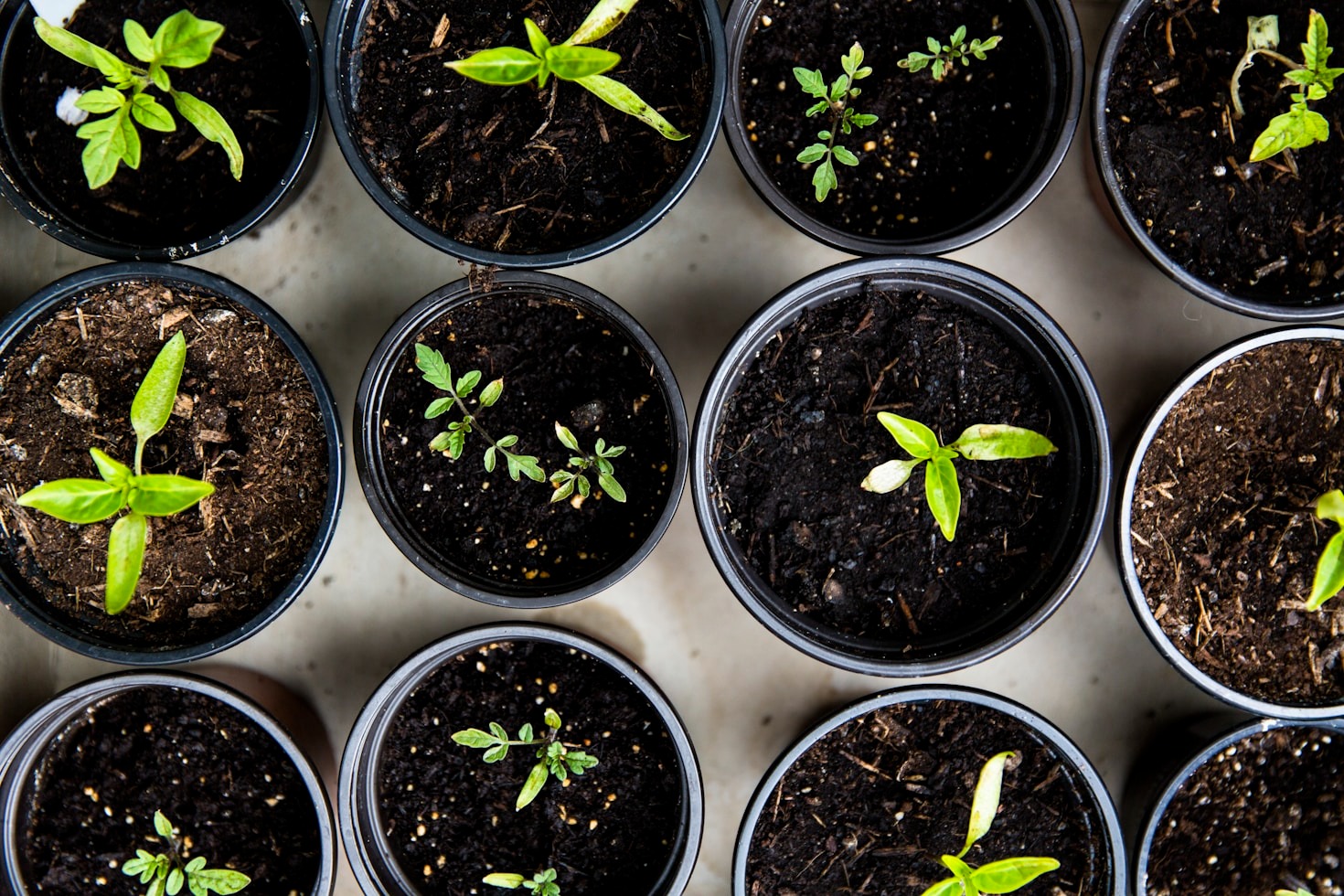 Why Around-the-Clock Gardening Assistance Matters